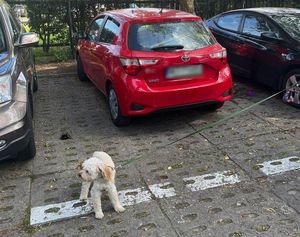 Uratowany pies stoi na parkingu