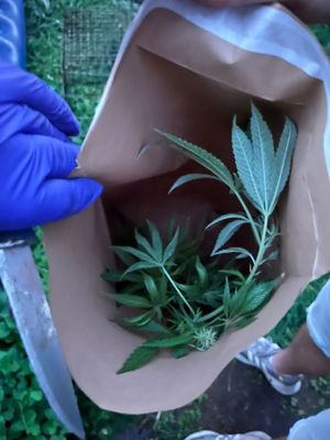 Zabezpieczone krzewy marihuany