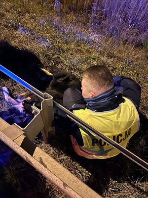 Policjant klęczy przy psie