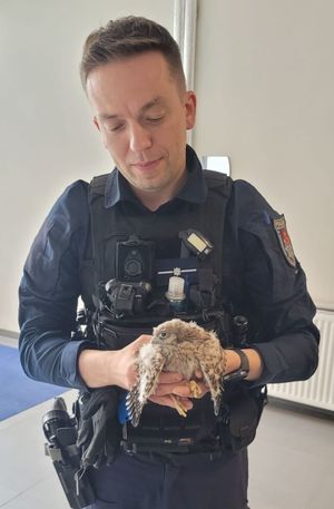 Policjant trzyma pustułkę
