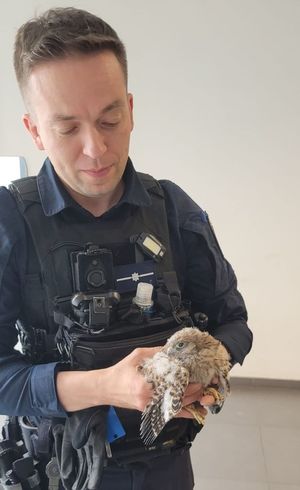 Policjant trzyma pustułkę