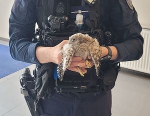Policjant trzyma pustułkę
