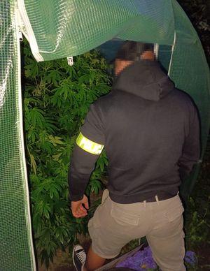 Policjant i rośliny marihuany