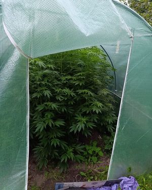 Rośliny marihuany w namiocie