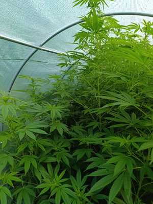 Rośliny marihuany w namiocie