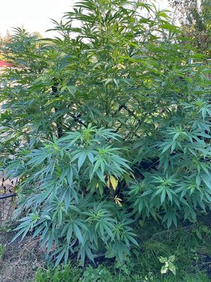 Rośliny marihuany w namiocie