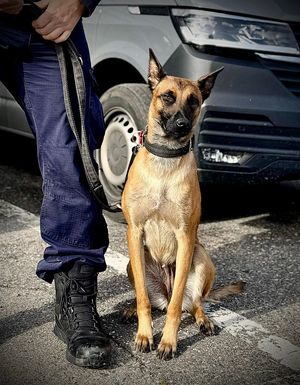 Policyjny pies służbowy. Owczarek belgijski malinois.